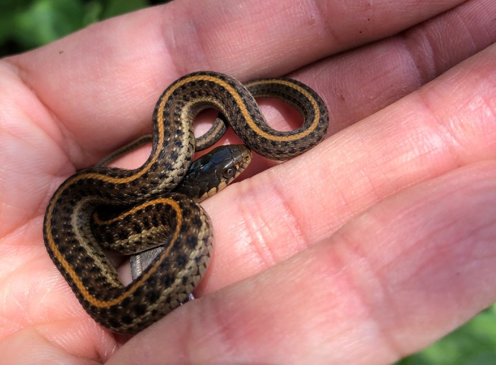 Coast Garter Snake